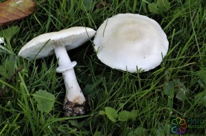 leucoagaricus leucothites (2)3